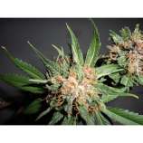 Riot Seeds Green Crack Kush