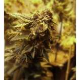 Riot Seeds Purple Cindy Bubba