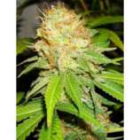 Riot Seeds White Hawgs Kush