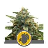 Royal Queen Seeds Mango Crunch