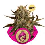 Royal Queen Seeds Royal Madre