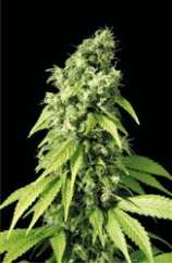 Sagarmatha Seeds Northern Lights #9