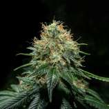 Sakan Seeds Original Widow