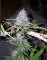 Sativa Seedbank BlackJack