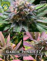 Seattle Chronic Seeds Garlic Punch F2