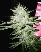 Seattle Chronic Seeds Super Sour CBD