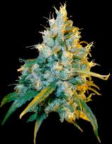 Secret Valley Seeds Jamaican Grape