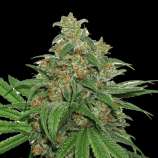 SeedStockers AK420 Autoflower