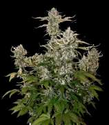 SeedStockers Candy Dawg Autoflower