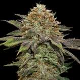 SeedStockers Fruit Cake Autoflower