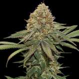 SeedStockers Fruit Cake