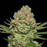 SeedStockers White Widow