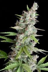 Seedmakers Seeds Akauto