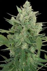 Seedmakers Seeds Low Dwarf