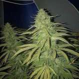 Seeds66 Amnesia Lemon Fast Version