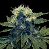 Seeds66 Black Jack Herer Auto