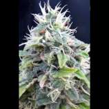 Seeds66 Jack Herer