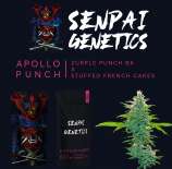 Senpai Genetics Apollo Punch