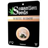 Sensation Seeds White Widow