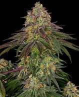 Sensi Seeds Sweet Cherry Kush