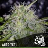 Short Stuff Seedbank Auto Yeti