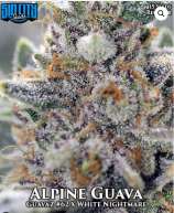 Sin City Seeds Alpine Guava