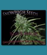 SnowHigh Seeds Black Magic