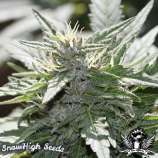 SnowHigh Seeds Purple Pantera