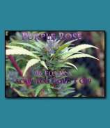 SnowHigh Seeds Purple Rose