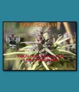 SnowHigh Seeds Tangerine Sky