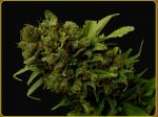 Soma Seeds Citralah