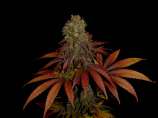 Soma Seeds G13 Haze Rock Bud