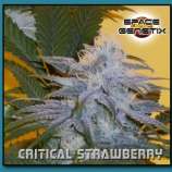 Space GenetiX Critical Strawberry