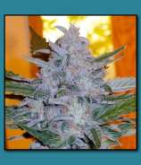 Space GenetiX Gorilla Critical