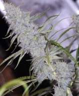 Space GenetiX Hindu Glue