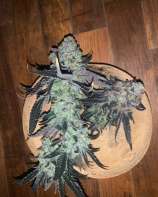 Span Lion Genetics Frigate Bird Kush