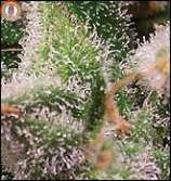 Spice of Life Seeds Sweet Tooth #4