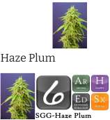 Stoney Girl Gardens Haze Plum