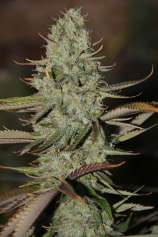 SubCool’s The Dank Marionberry Kush