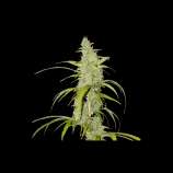 Super Sativa Seed Club Auto Creeper