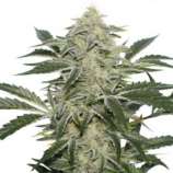 Super Sativa Seed Club Creamy Kees