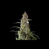 Super Sativa Seed Club Prima Holandica