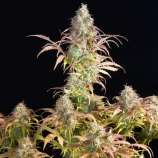 Sur Genetics Super Neville Cheese