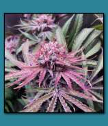 Swami Organic Seed Red Rooster
