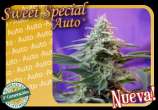 Sweet Special Auto