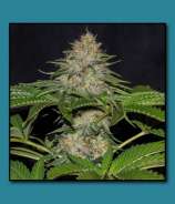 THC Development Seed Company Dawg Walker