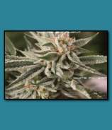 THC Development Seed Company White FX