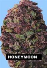 TH Seeds Honeymoon