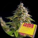 Taima Seeds Critical Lemon Kush