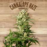 The Plant Cannalope Haze